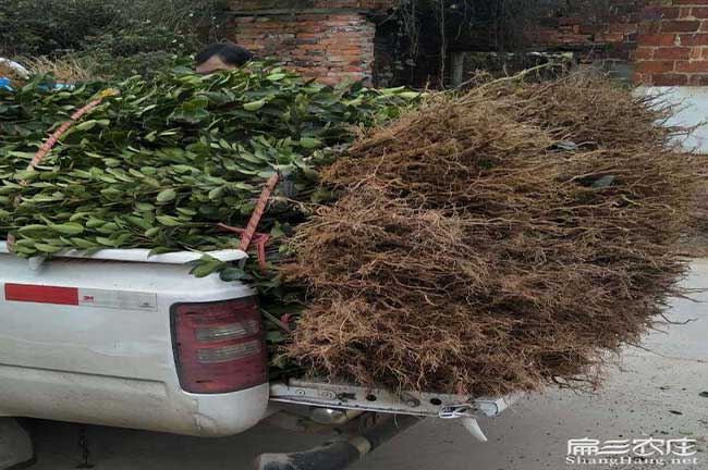 墨沖種植油茶一畝投資 墨沖種植油茶一畝投資