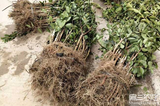 舟溪鎮扁山開(kāi)懷北方種 舟溪鎮扁山開(kāi)懷北方種