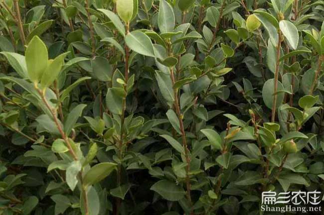彌陽(yáng)鎮扁山油茶基地合 彌陽(yáng)鎮扁山油茶基地合