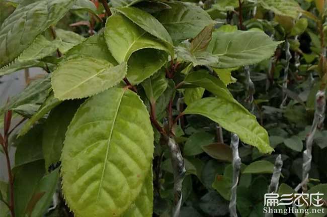 友誼鎮豐產(chǎn)技術(shù)措施技