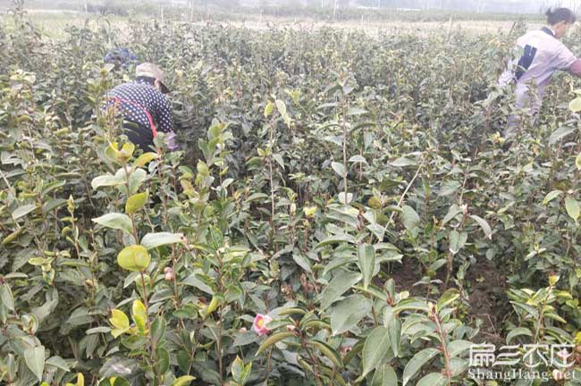 法官鎮哪種油茶出油率 法官鎮哪種油茶出油率