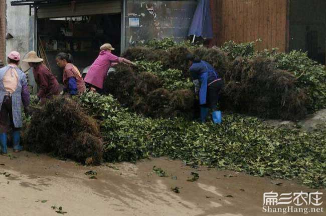 異龍鎮源油茶苗的土壤 異龍鎮源油茶苗的土壤