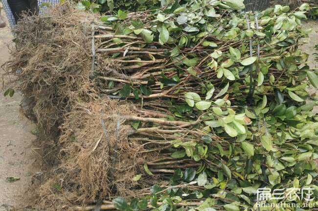 福綿區容縣扁山一畝茶 福綿區容縣扁山一畝茶