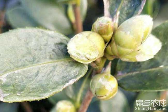 臨滄種植油茶哪個(gè)品種 臨滄種植油茶哪個(gè)品種