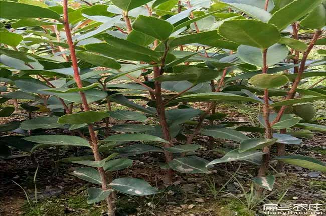 商南縣油茶基地種植的 商南縣油茶基地種植的