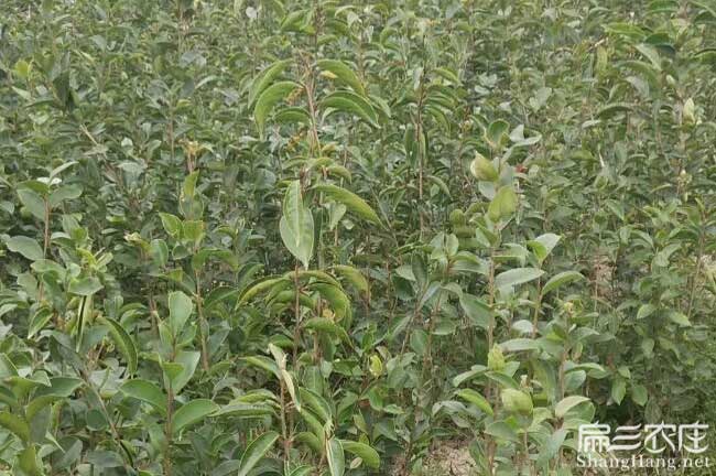 中樞鎮茶樹(shù)苗的整地技 中樞鎮茶樹(shù)苗的整地技