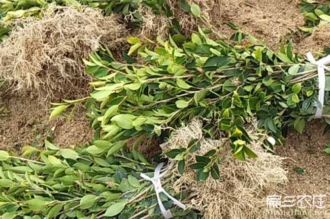 佳縣茶油價(jià)錢(qián)分類(lèi)介紹