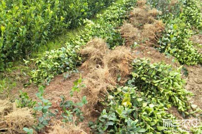 丹山茶樹(shù)苗批發(fā) 丹山茶樹(shù)苗批發(fā)