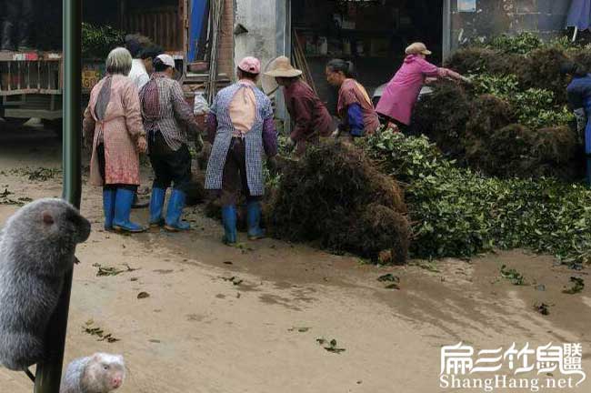 鎮沅適合種植油茶樹(shù)嗎 鎮沅適合種植油茶樹(shù)嗎