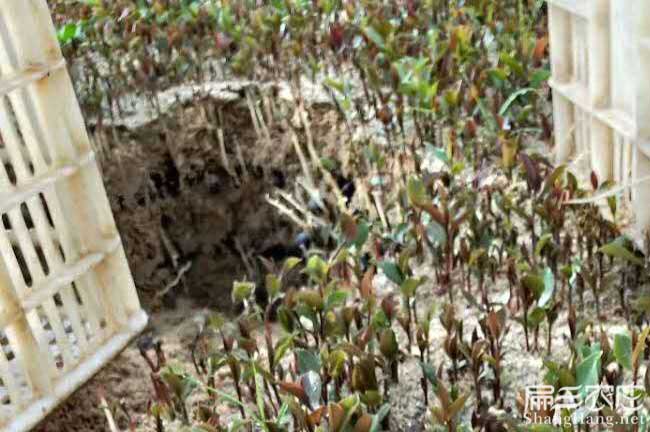 玉州區嫁接工具與設備 玉州區嫁接工具與設備