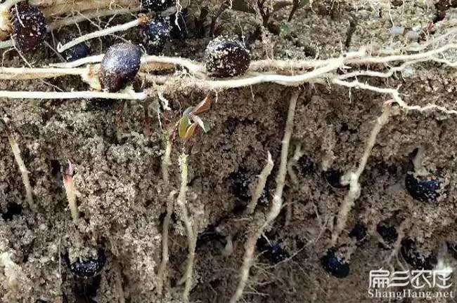 港口區嫁接工具與設備 港口區嫁接工具與設備