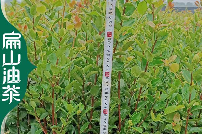 荊門(mén)長(cháng)林油茶杯苗批發(fā)