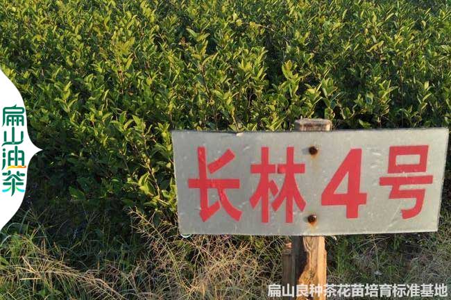 岳陽(yáng)長(cháng)林4號油茶苗批發(fā)