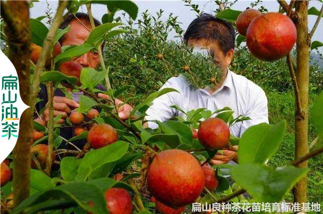 邵陽(yáng)油茶種植