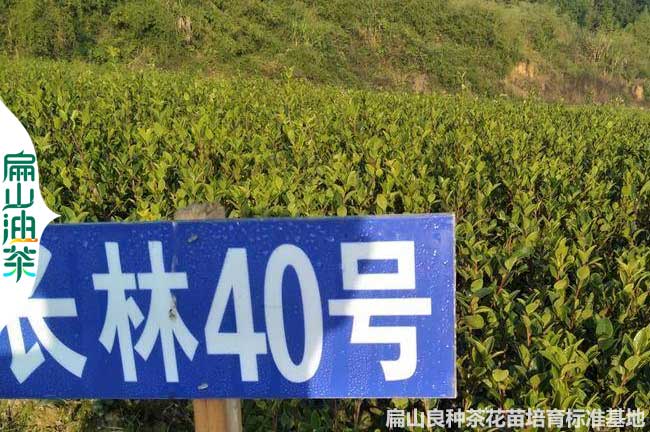 江西長(cháng)林40號油茶苗