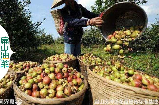 邵陽(yáng)茶果收購