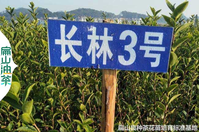 萍鄉長(cháng)林3號油茶苗