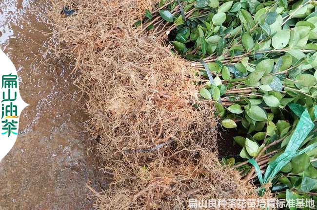 潛江長(cháng)林油茶裸根苗