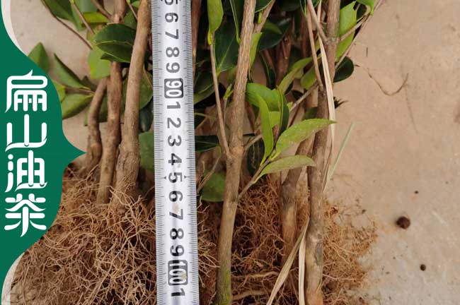 德宏長(cháng)林油茶苗批發(fā)