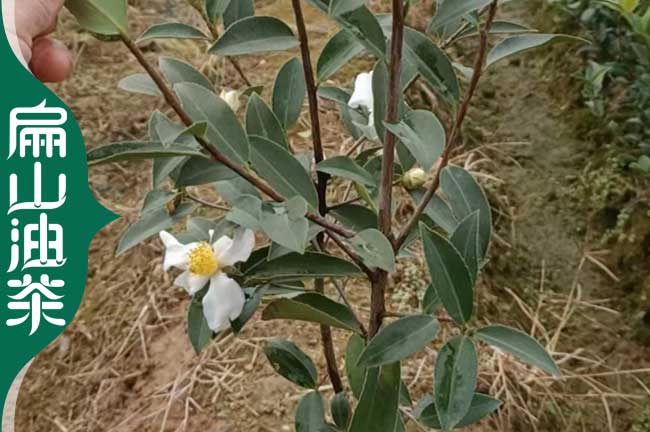 怒江長(cháng)林油茶苗批發(fā)