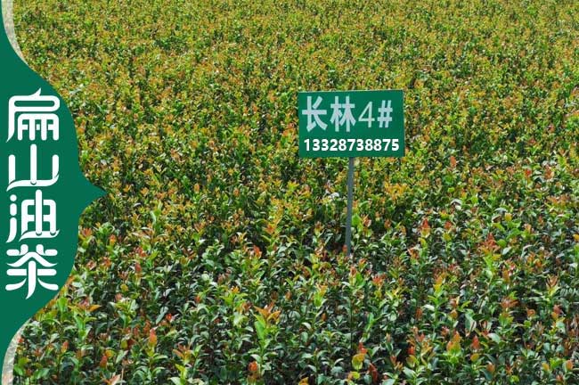恩施長(cháng)林油茶苗批發(fā)
