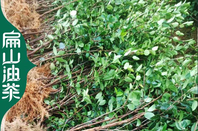 泉州長(cháng)林油茶苗批發(fā)