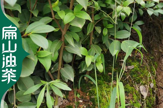南平長(cháng)林53號油茶苗