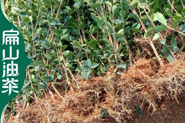 玉林長(cháng)林油茶苗批發(fā)