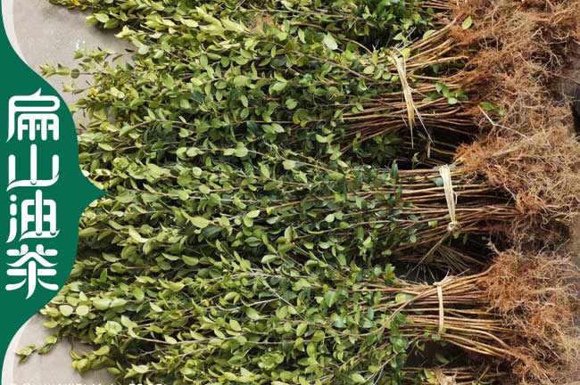 河源長(cháng)林3年油茶苗批發(fā)