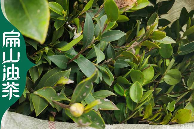 衡陽(yáng)長(cháng)林油茶苗培育
