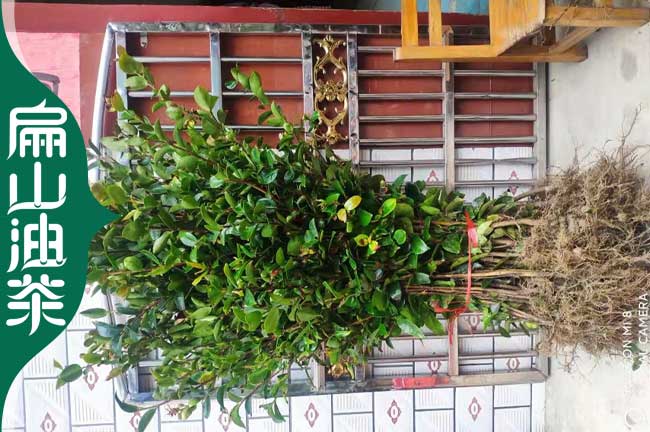 廣東長(cháng)林油茶苗培育