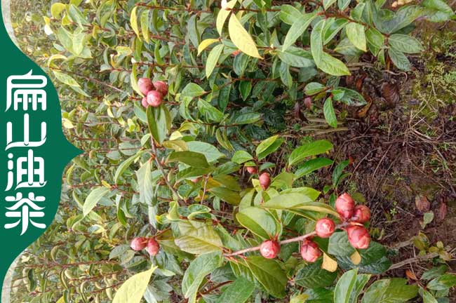 賀州大果油茶苗批發(fā)
