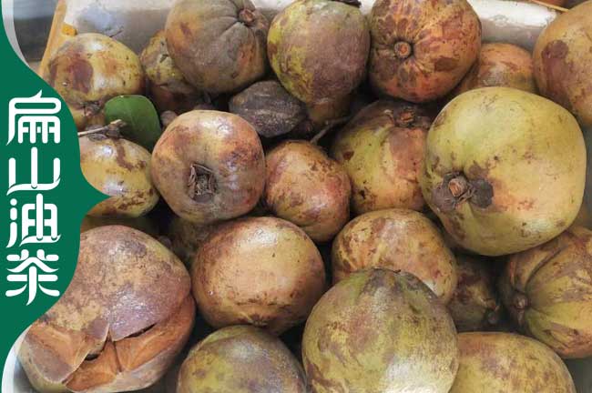 貴陽(yáng)大果油茶果