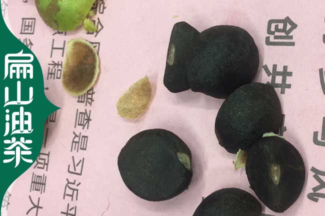 邵陽(yáng)黑茶籽批發(fā)