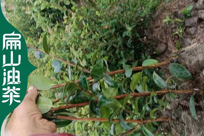 扁山重慶九龍坡.長(cháng)壽金線(xiàn)蓮種苗北碚油茶苗.茶葉樹(shù)苗培育1CM