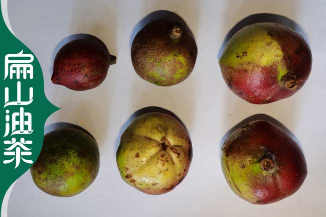 扁山重慶九龍坡.長(cháng)壽金線(xiàn)蓮種苗北碚油茶苗.茶葉樹(shù)苗培育1CM