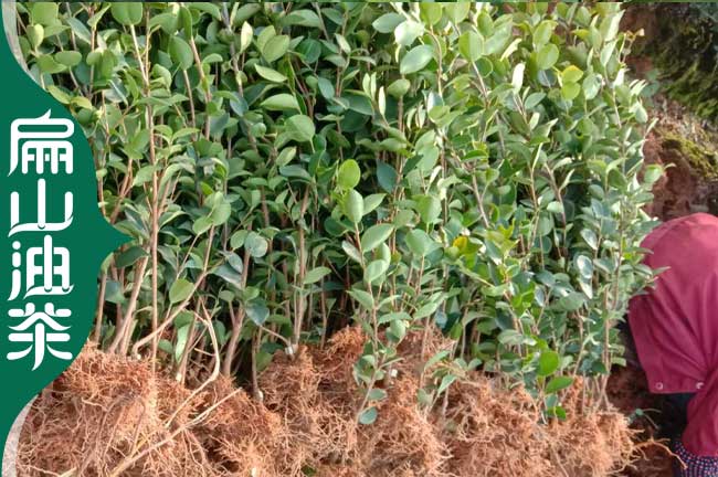 昆明長(cháng)林嫁接油茶苗批發(fā)