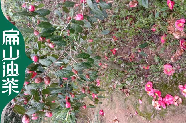 廈門(mén)紅花茶樹(shù)苗