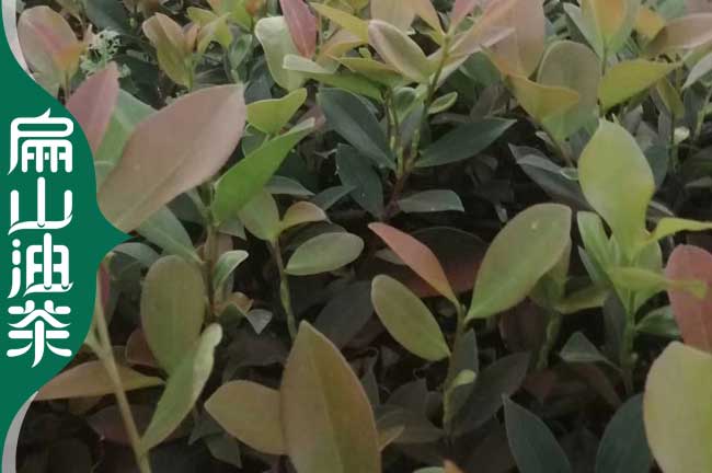 商丘茶樹(shù)苗培育