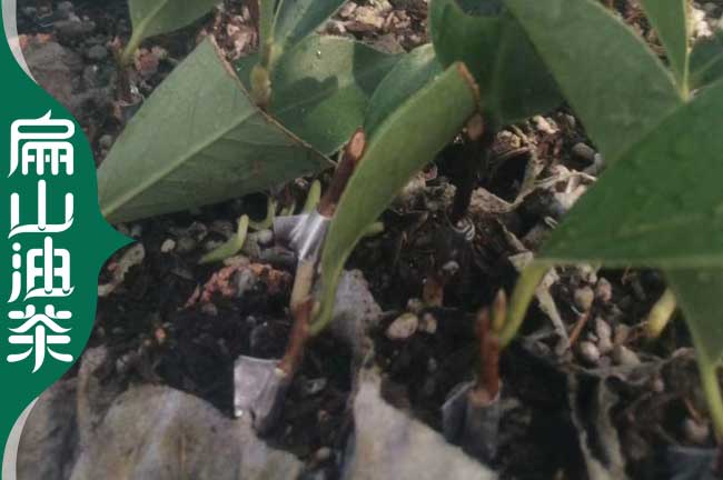 開(kāi)封長(cháng)林油茶苗批發(fā)