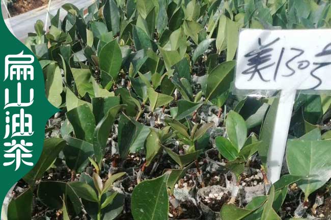 蘭州長(cháng)林油茶小苗