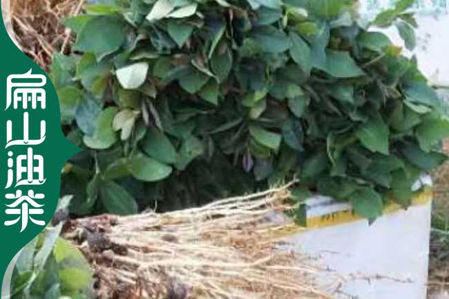 三明長(cháng)林油茶苗培育
