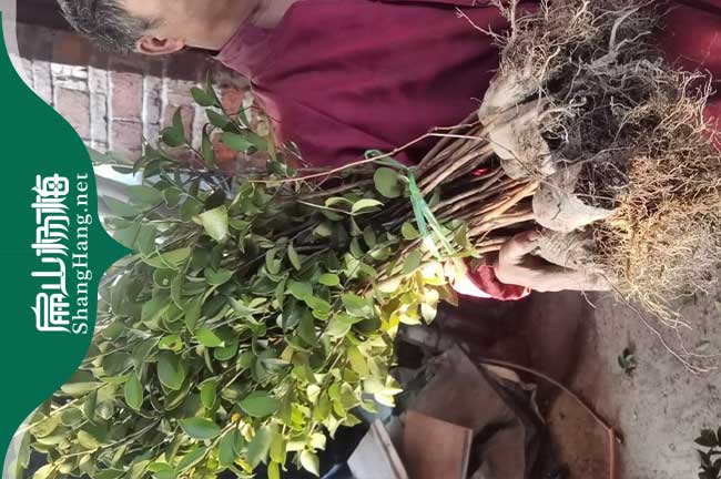 四川長(cháng)林油茶苗培育
