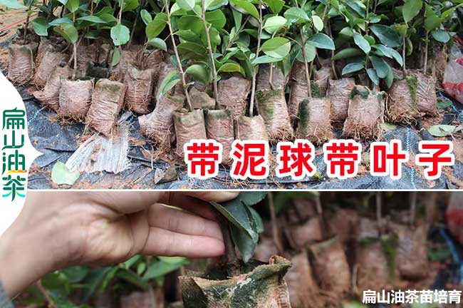內江軟枝油茶小杯苗