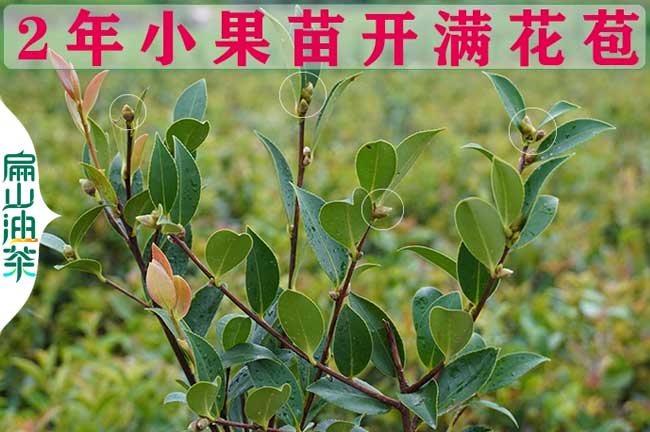 攀枝花2年油茶苗價(jià)格