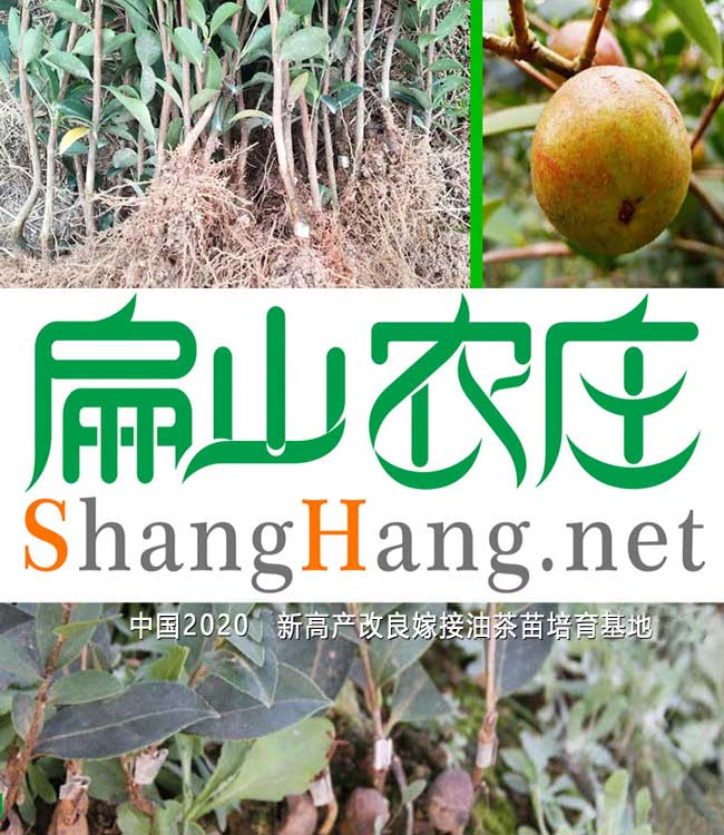 廣西大果油茶樹(shù)
