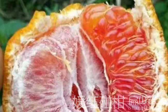福建暖紅碰柑苗
