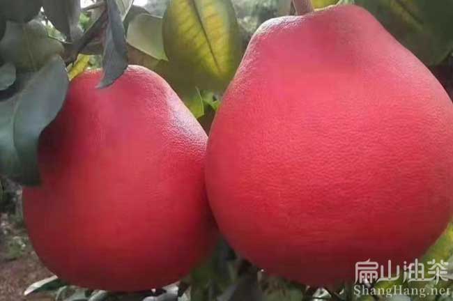 上杭柚子苗培養