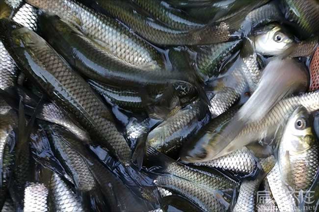 福建鯉魚(yú)苗養殖基地