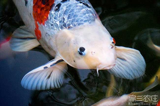 福建觀(guān)賞魚(yú)養殖基地